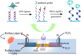 Graphical abstract: An electrochemiluminescence microsensor based on DNA-silver nanoclusters amplification for detecting cellular adenosine triphosphate