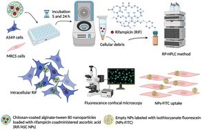 Graphical abstract: Quantification of rifampicin loaded into inhaled polymeric nanoparticles by reversed phase high-performance liquid chromatography in pulmonary nonphagocytic cellular uptake