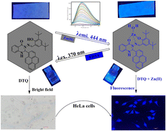 Graphical abstract: A pyrene-induced PET-based chemosensor for biologically important Zn(ii) ions: application in test strips and live cell imaging studies