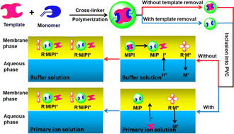 Graphical abstract: Polymeric membrane potentiometric sensors based on template-removal-free imprinted receptors for determination of antibiotics