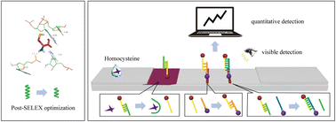 Graphical abstract: A lateral flow strip for on-site detection of homocysteine based on a truncated aptamer