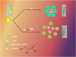 Graphical abstract: Anti-aggregation colorimetric sensing of cysteine using silver nanoparticles in the presence of Pb2+