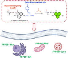 Graphical abstract: Modular development of organelle-targeting fluorescent probes for imaging formaldehyde in live cells