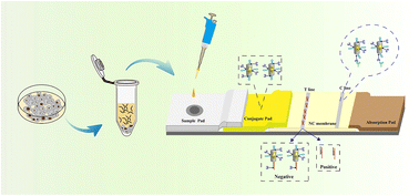 Graphical abstract: A novel SERS-lateral flow assay (LFA) tray for monitoring of miR-155-5p during pyroptosis in breast cancer cells