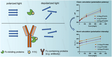 Graphical abstract: A single-step high-throughput bioassay for quantifying Fc-containing recombinant proteins based on non-classical calculation of fluorescence polarization