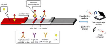 Graphical abstract: A simplified lateral flow immunosensor for the assay of carcinoembryonic antigen in low-resource settings