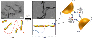 Graphical abstract: A near-infrared plasmonic biosensor for detection of morphine and codeine in biological samples based on the end-to-end assembly of modified gold nanorods