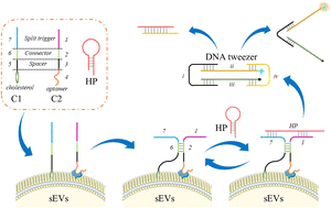 Graphical abstract: Proximity hybridization based “turn-on” DNA tweezers for accurate and enzyme-free small extracellular vesicle analysis