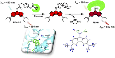 Graphical abstract: Construction of a novel aminofluorene-based ratiometric near-infrared fluorescence probe for detecting carboxylesterase activity in living cells