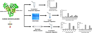 Graphical abstract: Exploring glycated sites in human serum albumin: impact of sample processing techniques on detection and analysis