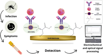 Graphical abstract: Development of optical and electrochemical immunodevices for dengue virus detection