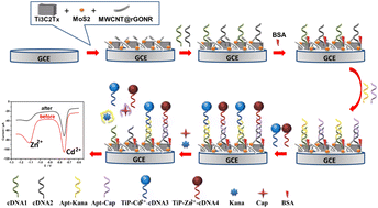 Graphical abstract: A sensitive sandwich-type electrochemical aptasensing platform based on Ti3C2Tx/MoS2/MWCNT@rGONR composites for simultaneous detection of kanamycin and chloramphenicol in food samples