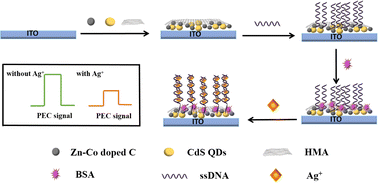 Graphical abstract: A label-free photoelectrochemical biosensor for silver ions based on Zn–Co doped C and CdS QD nanomaterials