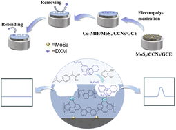 Graphical abstract: A novel electrochemical sensor based on a Cu-coordinated molecularly imprinted polymer and MoS2 modified chitin-derived carbon for selective detection of dextromethorphan