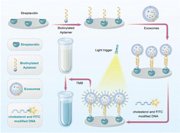 Graphical abstract: Colorimetric aptasensor based on temporally controllable light-stimulated oxidase-mimicking fluorescein for the sensitive detection of exosomes in mild conditions