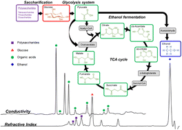 Graphical abstract: Multifunctional-separation-mode ion chromatography method for determining major metabolites during multiple parallel fermentation of rice wine