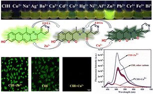 Graphical abstract: A highly selective coumarin-based chemosensor for dual sensing of Cu2+ and Zn2+ ions with logic gate integration and live cell imaging