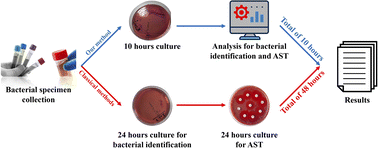 Graphical abstract: Significant reduction of the culturing time required for bacterial identification and antibiotic susceptibility determination by infrared spectroscopy