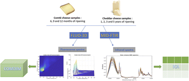 Graphical abstract: Chemometrics-driven monitoring of cheese ripening: a multimodal spectroscopic and scanning electron microscopy investigation