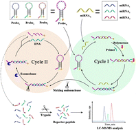 Graphical abstract: Molecular beacon-peptide probe based double recycling amplification for multiplexed detection of serum exosomal microRNAs