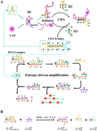 Graphical abstract: Sensitive fluorescence assay of chloramphenicol coupled with two-level isothermal amplification using a self-powered catalyzed hairpin assembly and entropy-driven circuit