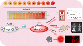 Graphical abstract: A fluorescence probe with targeted mitochondria for detecting hydrogen peroxide in vitro and in diabetic mice