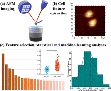 Graphical abstract: Cell recognition based on features extracted by AFM and parameter optimization classifiers