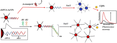 Graphical abstract: Enhanced detection of acetamiprid via a gold nanoparticle-based colorimetric aptasensor integrated with a hybridization chain reaction