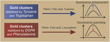 Graphical abstract: Amino acid-stabilized luminescent gold clusters for sensing pterin and its analogues