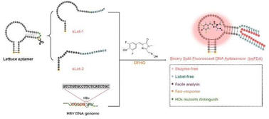 Graphical abstract: Binary split fluorescent biosensor based on lettuce DNA aptamer for label-free and enzyme-free analysis of hepatitis B viral DNA