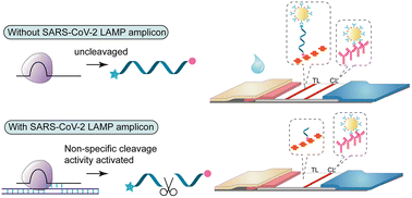 Graphical abstract: CRISPR/Cas12a coupled with loop-mediated isothermal amplification and lateral flow assay for SARS-CoV-2 detection