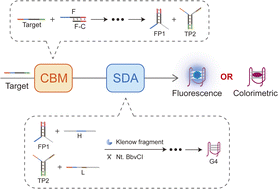 Graphical abstract: Cascade branch migration-triggered strand displacement amplification for specific and sensitive detection of microRNA