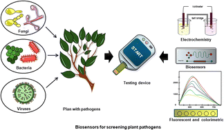 Graphical abstract: Recent advances in biosensors for screening plant pathogens