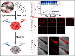 Graphical abstract: Smartphone-based sensing and in vivo and in vitro imaging of Mn(vii) based on nitrogen-doped red fluorescent carbon dots