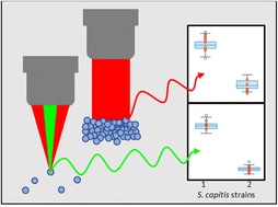 Graphical abstract: Benchmarking classification abilities of novel optical photothermal IR spectroscopy at the single-cell level with bulk FTIR measurements