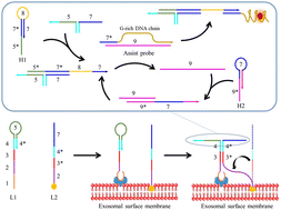 Graphical abstract: A proximity ligation hybridization triggered structure-switching based signal amplification strategy for sensitive and accurate exosome detection