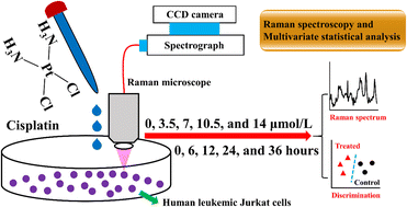 Graphical abstract: Label-free detection of the cytotoxicity effect of cisplatin in human leukemic cells using Raman spectroscopy in conjunction with multivariate analysis