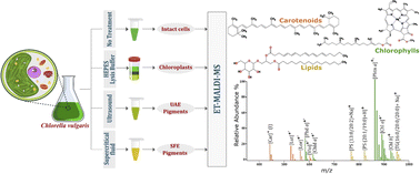 Graphical abstract: Comparative profiling of Chlorella vulgaris cells, extracts, and intact chloroplasts using electron transfer matrix-assisted laser desorption/ionization mass spectrometry (ET-MALDI-MS)