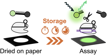 Graphical abstract: Basic evaluation of the CRISPR/Cas system stability for application to paper-based analytical devices