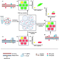 Graphical abstract: A platform for precise quantification of gene editing products based on microfluidic chip-based digital PCR