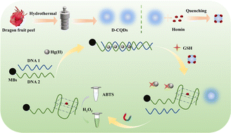 Graphical abstract: Detection of GSH with a dual-mode biosensor based on carbon quantum dots prepared from dragon fruit peel and the T-Hg(ii)-T mismatch