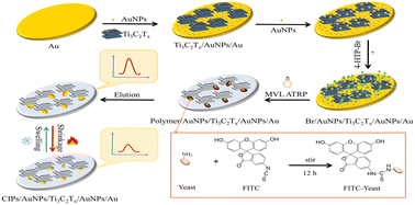 Graphical abstract: Fabrication and properties of temperature-responsive imprinted sensors based on fluorescently labeled yeast cells via MVL ATRP