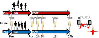 Graphical abstract: Dryfilm-ATR-FTIR analysis of urinary profiles as a point-of-care tool to evaluate aerobic exercise