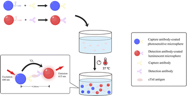 Graphical abstract: Establishment of a microspheres-based homogeneous fluorescence immunoassay for the rapid detection of cardiac troponin I