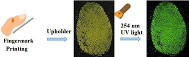 Graphical abstract: Dye-doped cellulose nanocrystals as novel dusting powders for visualizing latent fingerprints