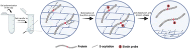 Graphical abstract: A rapid and convenient sample treatment method based on the dissolvable polyacrylamide gel for S-acylation proteomics