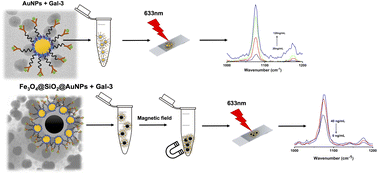 Graphical abstract: Integrated magneto-plasmonic nanostructures-based immunoassay for galectin-3 detection