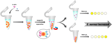Graphical abstract: Colorimetric aptasensor based on peroxidase-mimetic metal–organic framework nanoparticles and magnetic carbon dots for visual detection of Staphylococcus aureus