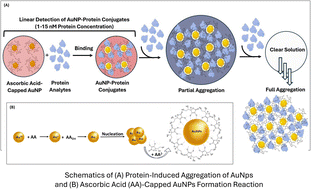 Graphical abstract: Detection of proteins with ascorbic acid-capped gold nanoparticles: a simple and highly sensitive colorimetric assay