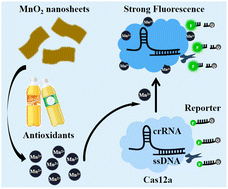 Graphical abstract: A CRISPR/Cas12a-based fluorescence method for the amplified detection of total antioxidant capacity